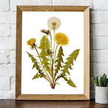 Pintura en lienzo con estampado de flores de diente de león, carteles botánicos de hierbas Vintage, imágenes artísticas de pared de plantas florales, decoración para el hogar y la sala de estar 2024 - compra barato