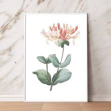 Flower Print Honeysuckle Botanical Floral Poster Italian Honeysuckle Hand Drawing Painting Wall Art Canvas Picture Home Decor 2024 - buy cheap