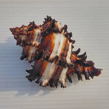 Concha de concha natural concha casa decoração concha de caranguejo eremita concha micro-paisagem ornamentos mediterrâneo espécimes presente 2024 - compre barato