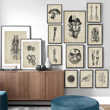 Anatomia esqueleto vintage pôster de parede arte impressa, pintura em tela, pôsteres nórdicos e impressões, imagens de parede para médico, decoração de escritório 2024 - compre barato