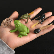 Simulation Cute insect Life Cycle of a Frog model Action Figures Figurines Model Action Figures Educational Kids Toys 2024 - buy cheap