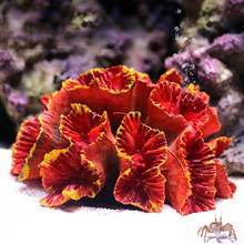 Resina colorida para decoração de aquário, ornamento de paisagem, tanque de peixes, coral, reef 2024 - compre barato