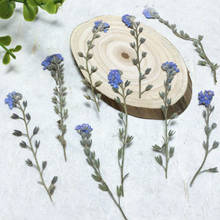 250pcs 4-7cm Pressed Dried Myosotis Sylvatica Forgetmenot Flower Plant Herbarium For Jewelry Postcard Bookmark Phone Case DIY 2024 - buy cheap