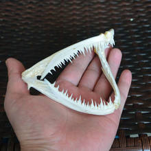 1Pcs Real skull Anglerfish Fish mouth bone skull Animal skull specimen 2024 - buy cheap
