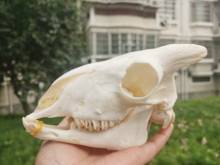 1Pcs Have angle Ram Skull Sheep Skull Animal Skull Ovis aries short Small Tailed Sheep Teaching specimen 2024 - buy cheap