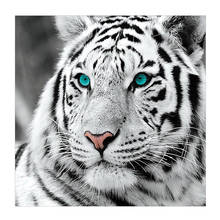 5d diy pintura diamante quadrado completo tigre branco ponto cruz bordado animal mosaico imagem de strass decoração presente 2024 - compre barato