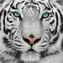 Jmine div 5d tigre branco pintura completa diamante kit de ponto cruz arte alta qualidade animal pintura 3d por diamantes 2024 - compre barato