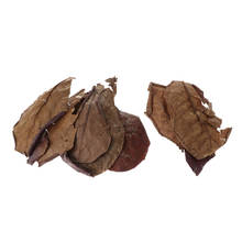 10 pcs Indian Almond Catappa Leaves Lower pH for Aquarium   Tank Use 2024 - buy cheap