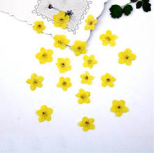 Herbicário planta direcionado 100 peças, grampo seco prensado amarelo mysotis sylluz flor para joias caixa de telefone faça você mesmo 2024 - compre barato