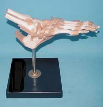 Modelo de ligamento muscular de la articulación del pie humano de tamaño real, sistema de movimiento esquelético, anatomía de la cirugía de manos y pies, envío gratis 1:1 2024 - compra barato