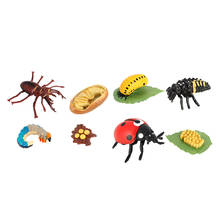 Ciclo vida de um inseto-inclui ovos, larva, e insetos educativos 2024 - compre barato