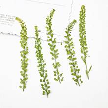 60pcs Pressed Dried Lepidium apetalum Flower Plants For Epoxy Resin Pendant Necklace Jewelry Making Craft DIY Accessories 2024 - buy cheap