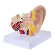 Suministros de enseñanza, modelo de anatomía del oído humano, tamaño real, 1,5 veces 2024 - compra barato