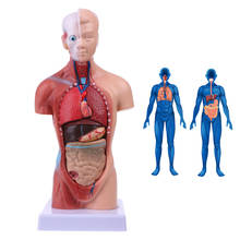 Human Torso Body Model Anatomy Anatomical Medical Internal Organs For Teaching 2024 - buy cheap