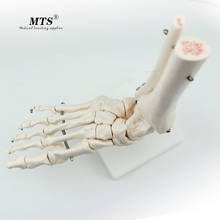 Ankle Joint Model Humerus Foot Bone Skeleton Model High Quality Medical Science Doctor Recommended 2024 - buy cheap