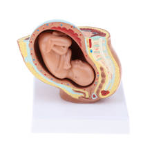 Human Pregnancy Pelvis Fetus Model, 9th Month, Pelvis Teaching Human Anatomical Model 2024 - buy cheap