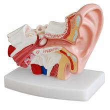 Анатомическая модель человеческого уха 1,5 раз, демонстрирующая структуру органов центрального и внешнего ушей, учебные принадлежности 2024 - купить недорого
