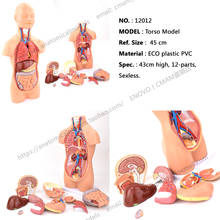 CMAM/12012 Torso,45cm,Sexless,12-parts, Human Tunk Anatomy Aids 2024 - buy cheap