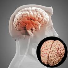 В разобранном виде человека анатомический мозг Модель с черепные нервы ствола мозга Анатомия медицинский обучающий инструмент 2024 - купить недорого