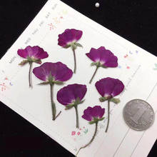 Herbario de plantas de flores de rosa púrpura secas prensadas laterales para joyería, tarjeta de invitación, funda de teléfono, marcapáginas DIY, 250 Uds. 2024 - compra barato