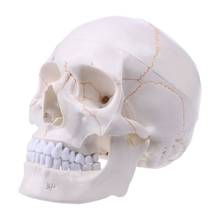 Life Size Human Skull Model Anatomical Anatomy Teaching Skeleton Head Studying Teaching Supplies Dropshipping 2024 - buy cheap