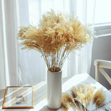 25pcs/50pcs Gold Pampas Grass Natural Dried Flowers Wedding Marriage Decoration Party Home Natural Dry Reed Pampas Plants 2024 - buy cheap