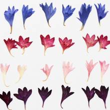 120pcs Pressed Dried Centaurea Cornflower Flower For Nail Art  Make Up Jewelry Bookmark Phone Case Invitation Card DIY 2024 - buy cheap