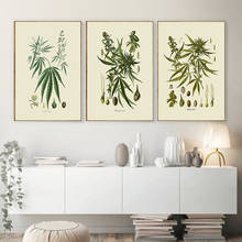 Posters e impressões botânicas da cozinha do vintage fotos de parede erva daninha medicinal plantas pintura da lona para sala estar decoração casa 2024 - compre barato