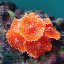 Coral decorativo de resina Artificial para el hogar, pecera, paisajismo, adornos subacuáticos 2024 - compra barato