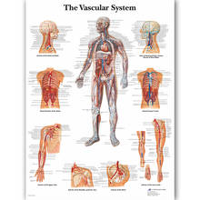 Imágenes modulares de Arte de pared, sistema Vascular, lienzo impreso, anatomía, decoración del hogar, carteles, pinturas de Educación Médica para sala de estar 2024 - compra barato