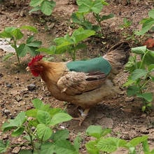 Avental de selim para frango, roupas de galinha, aves, selim, pena, suporte de proteção para galinha e pato 2024 - compre barato