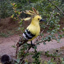 real life toy bird about 30cm foam& feathers Hoopoe Bird hard model hoopoe prop,home garden decoration Xmas gift w0186 2024 - buy cheap