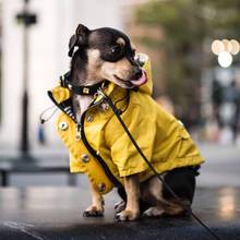 Capa de chuva para cachorro de estimação, casaco à prova de vento e à prova de chuva para cachorro de uso ao ar livre, roupa com zíper para cães de pequeno, médio e grande porte 2024 - compre barato