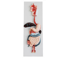3-D Human Digestive System model,Anatomical Human digestive system model 2024 - buy cheap