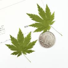 60pcs 4-7cm Pressed Dried Acer Linn Maple leaves Flower Plants Herbarium For Jewelry Making Postcard Frame Phone Case Craft DIY 2024 - buy cheap