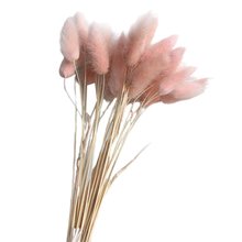 30pcs Lot Gradient Lagurus Ovatus Natural Dried Flowers Bouquet Wedding Home Decoration Rabbit Tail Grass Real Flowers Buy Cheap In An Online Store With Delivery Price Comparison Specifications Photos And Customer Reviews