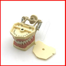 Dental Soft Gum Teeth Model with tougneTypodont w/ 32 Removable Teeth 2024 - buy cheap