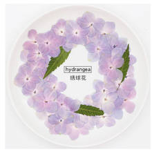 120pcs Dried Pressed Natural Pink-Purple Hydrangea Flower Plant Herbarium For Jewelry Bookmark Phone Case Scrapbook DIY 2024 - buy cheap