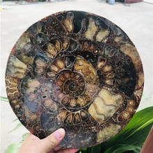 Fatia fóssil de amonita para decoração, 25cm, placa natural de concha a compassl de madálise fóssil que cura 2024 - compre barato