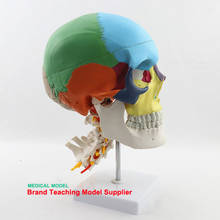 Human  skeleton head colored skull with cervical vertebra model skull partition muscle model neurobiology  anatomy model 2024 - buy cheap