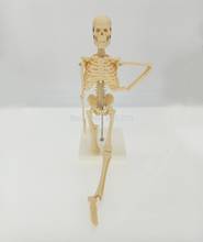 Kit de ensino de medicina 45cm, modelo exatível de esqueleto humano, equipamento de laboratório 2024 - compre barato