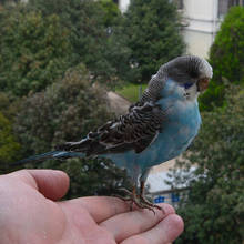 Taxidermy stuffing Eurasian Blue colour Melopsittacus undulatus / Budgerigar Budgie Parrot specimen Teaching / Decoration & 2024 - buy cheap