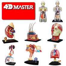 4D Master Anime SKIN SECTION ANATOMY Medical Human Head Kidney Skull Skeleton Model Science Educational Toys For Boys Christmas 2024 - buy cheap