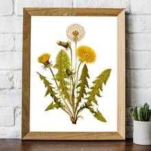 Обычный цветочный принт одуванчика, винтажный травяной ботанический постер, настенная Картина на холсте, цветочное растение, картина для гостиной, домашний декор 2024 - купить недорого
