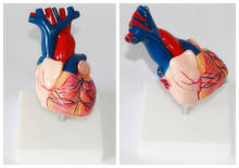 Анатомическая модель сердца человека естественного размера модель сердца 1: 1 Модель сердечных структур 2024 - купить недорого