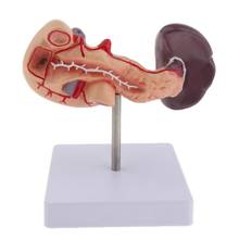 LifeSize Anatomical Human Pancreas Duodenum Spleen Model Anatomy Medical supplies 2024 - buy cheap