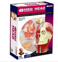 4D Human head muscle nerve model Anatomical model of brain tissue Body assembly model 2024 - buy cheap