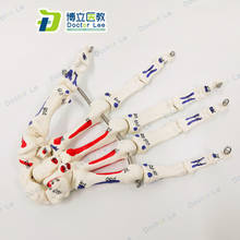 1:1 в натуральную величину, модель анатомической хирургии суставов рук человека, скелет человека, ладонь для обучения медицинской модели скелета 2024 - купить недорого