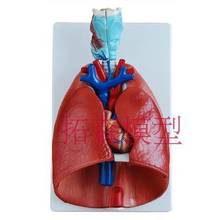 throat heart lung Anatomical Model Respiratory system Medical teaching model 36x23x12CM free shipping oido anatomico 2024 - buy cheap