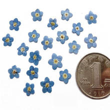 100pcs Pressed Dried Mini Natural Blue Myosotis Sylvatica Forgetmenot Flower Plant Herbarium For Jewelry Phone Case Bookmark DIY 2024 - buy cheap
